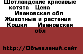 Шотландские красивые котята › Цена ­ 3 000 - Ивановская обл. Животные и растения » Кошки   . Ивановская обл.